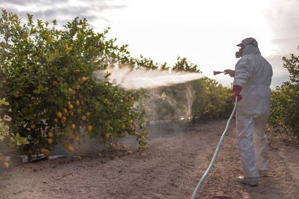 Trusted Sumas, WA Pest Control Experts